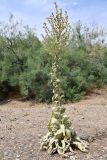 Verbascum songaricum. Отцветающее растение. Казахстан, Алмаатинская обл., Чу-Илийские горы, западная окраина гряды Ак-Чеку, степной участок у солёного ручья. 5 июня 2025 г.