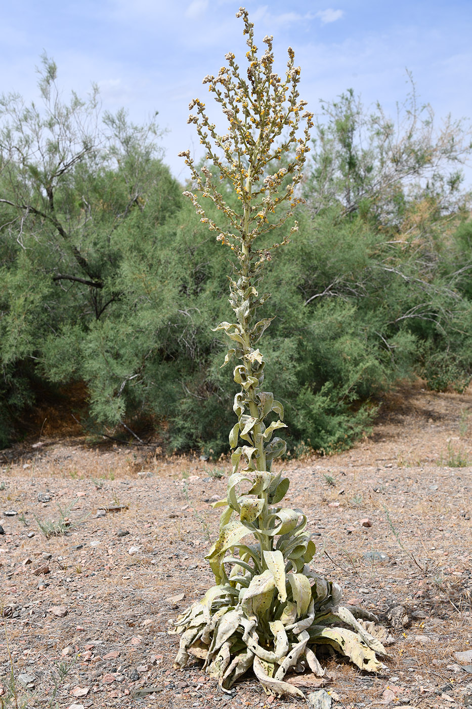 Изображение особи Verbascum songaricum.