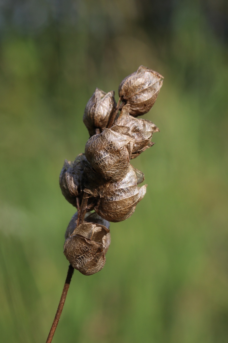 Image of Rhinanthus vernalis specimen.