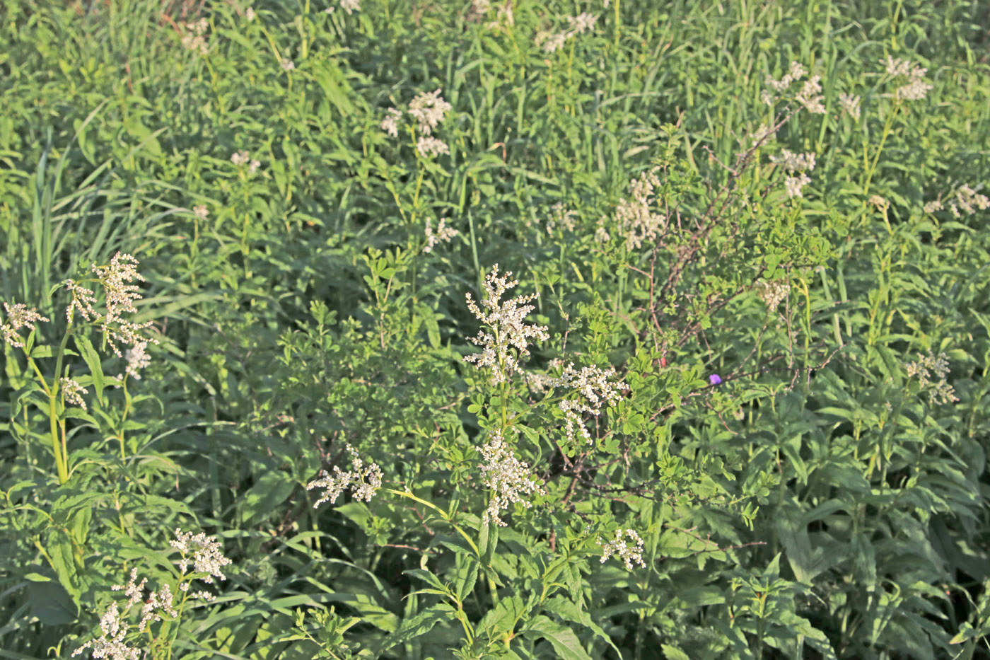 Image of Aconogonon alpinum specimen.