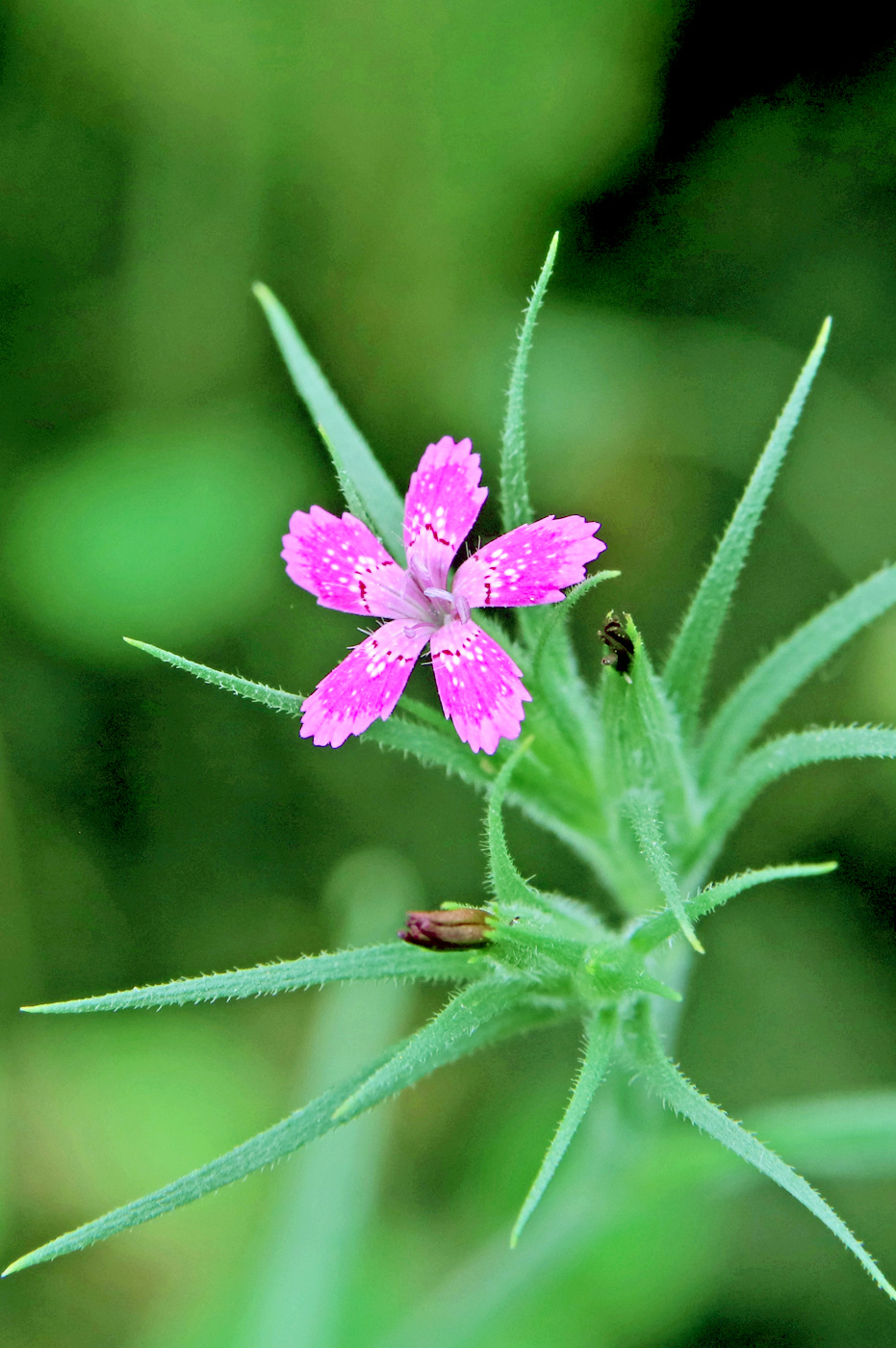 Изображение особи Dianthus armeria.