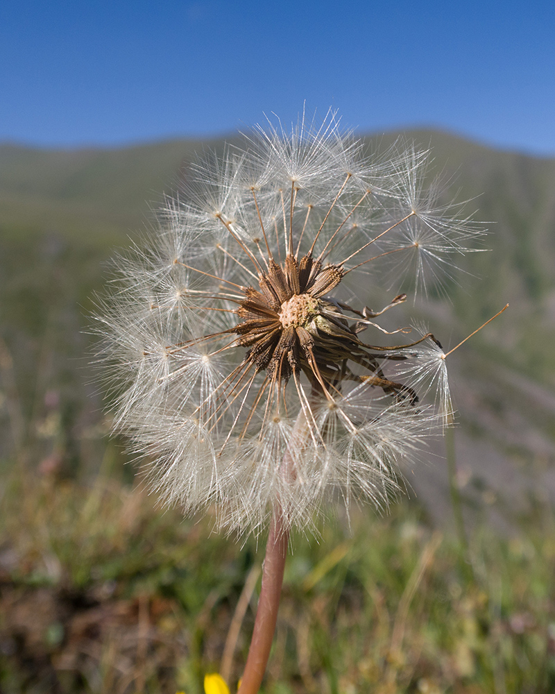 Image of genus Taraxacum specimen.