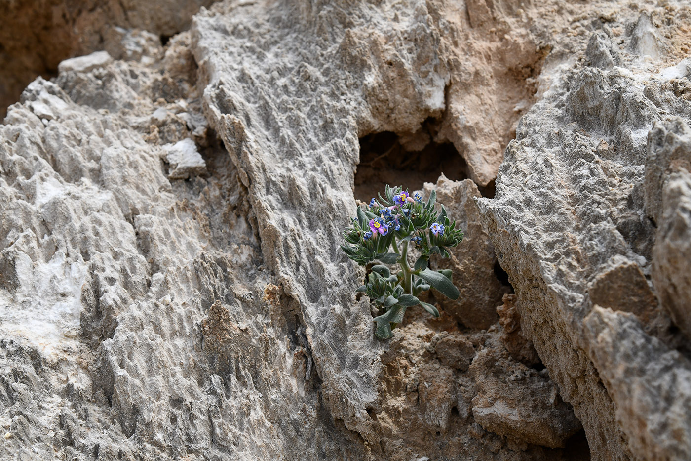 Изображение особи Arnebia obovata.