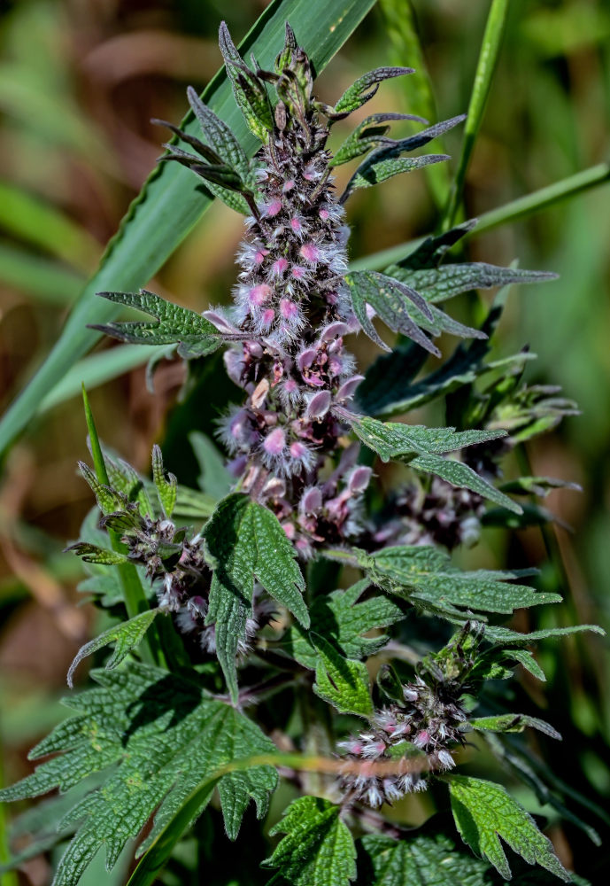 Image of Leonurus quinquelobatus specimen.