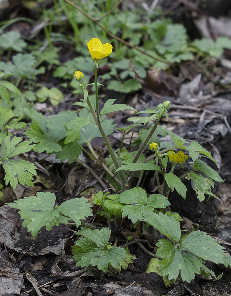 Изображение особи род Ranunculus.