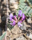 genus Astragalus. Соцветие. Турция, ил Карс, окр. Ани, овраг Хачидзор. 28 мая 2025 г.