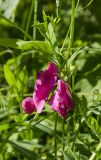 Lathyrus tuberosus