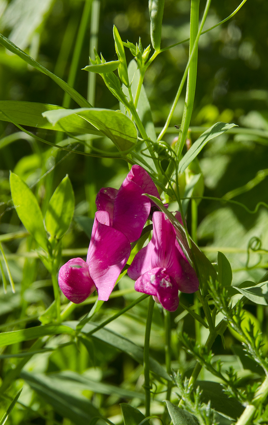Image of Lathyrus tuberosus specimen.