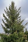Pseudotsuga menziesii. Крона взрослого дерева. Саратовская обл., г. Саратов, в культуре. 12.04.2026.
