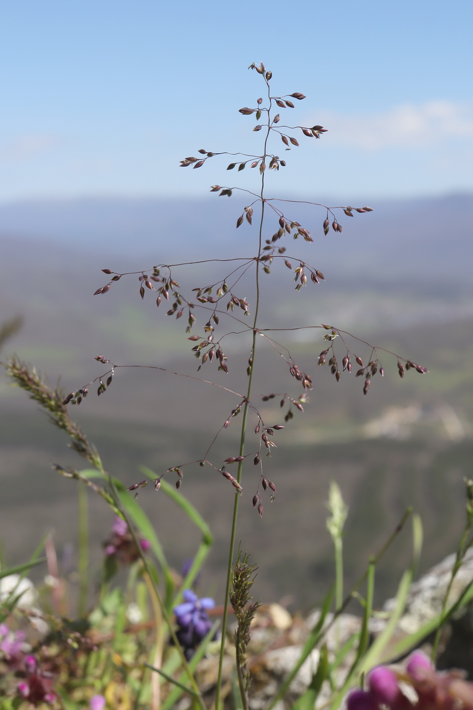 Изображение особи Milium vernale.