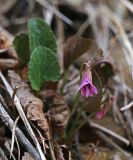 Viola primorskajensis