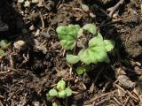 Nepeta cataria. Проростки. Красноярский край, Ермаковский р-н, пос. Танзыбей, сорное на огороде. 17.05.2026.