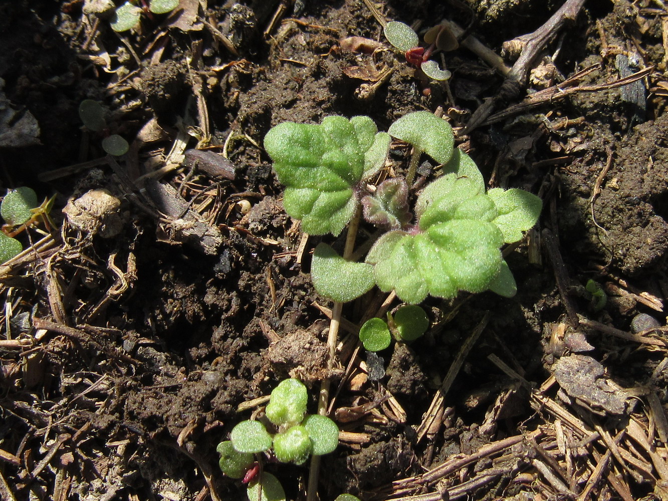 Image of Nepeta cataria specimen.