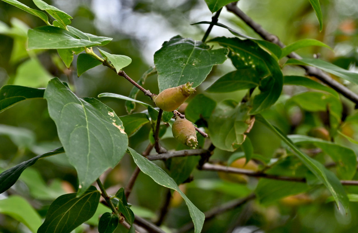 Image of Chimonanthus praecox specimen.
