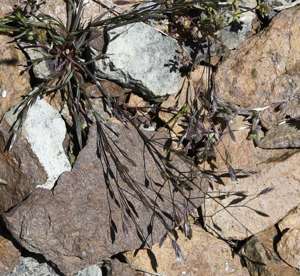 Image of Lindbergella sintenisii specimen.