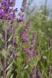 Lythrum salicaria. Часть веточки с соцветиями. Испания, Каталония, пров. Жирона, комарка Баш Эмпорда, муниципалитет Пальс, залежь на рисовом чеке. 21.06.2026.