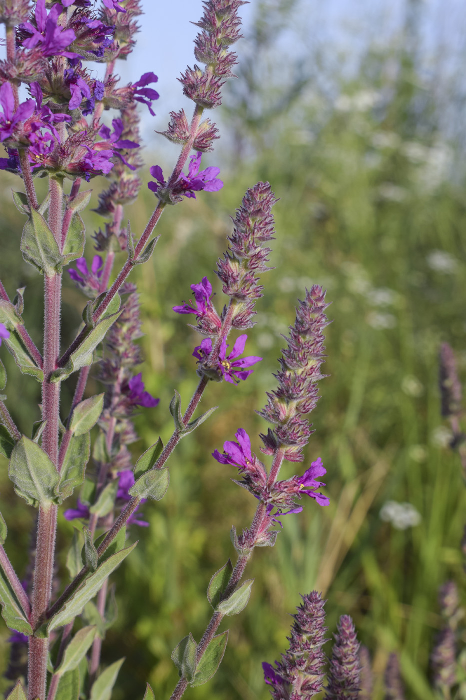 Изображение особи Lythrum salicaria.