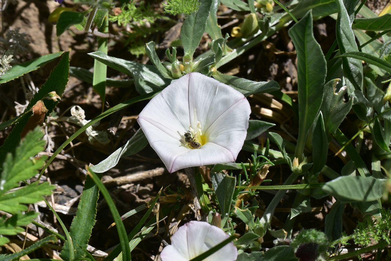 Image of Convolvulus lineatus specimen.