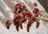 Populus diversifolia