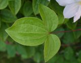 genus Clematis
