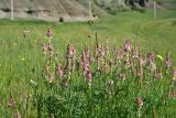 genus Onobrychis. Верхушки побегов с соцветями. Грузия, край Самцхе-Джавахети, Аспиндзский муниципалитет, левый берег р. Кура, ур. Тиреби, 100 м от фермы Серго, высокотравный луг. 10 июня 2026 г.