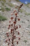 genus Eremurus