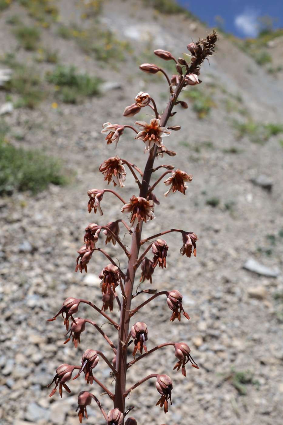 Изображение особи Eremurus brachystemon.