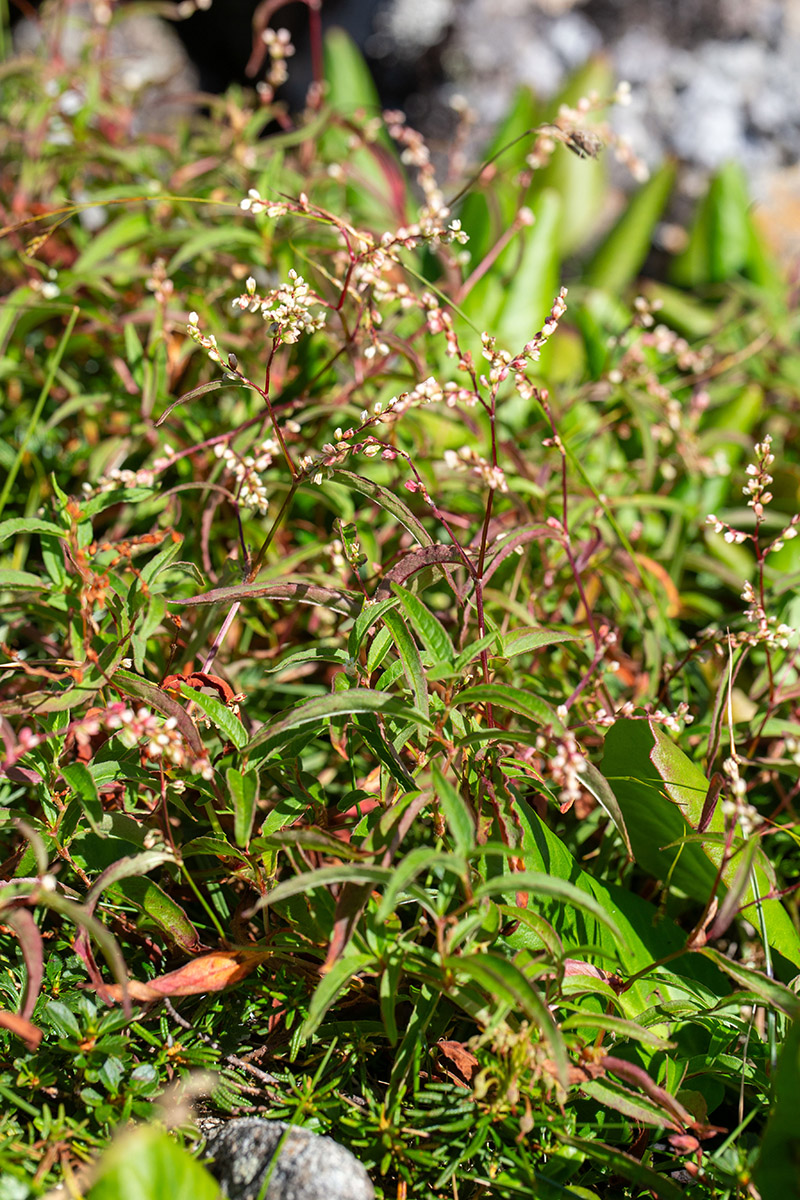Image of Aconogonon ajanense specimen.