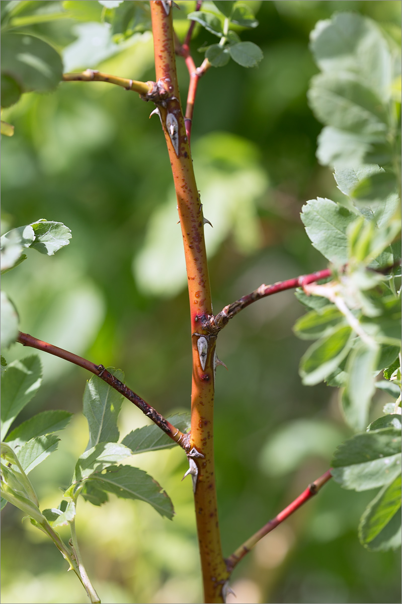 Image of genus Rosa specimen.