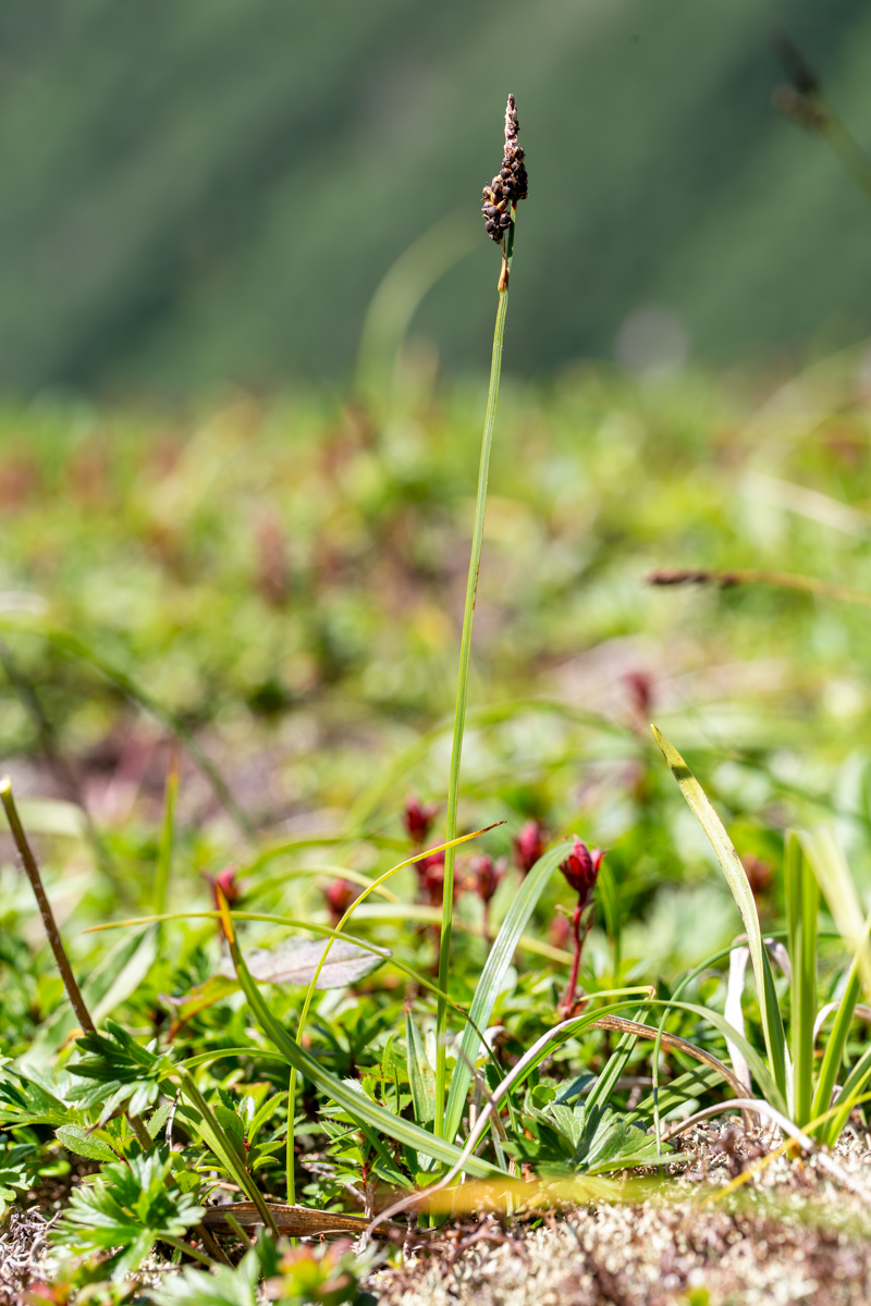 Image of Carex rigidioides specimen.