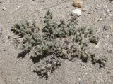 род Polygonum