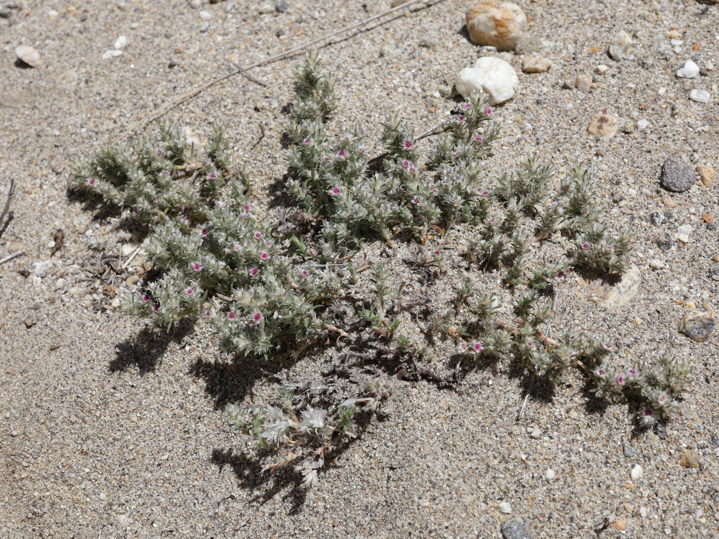 Изображение особи род Polygonum.