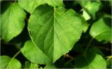 Hydrangea petiolaris. Лист. Московская обл., Раменский р-н, окр. дер. Хрипань, садовый участок. 27.06.2026.