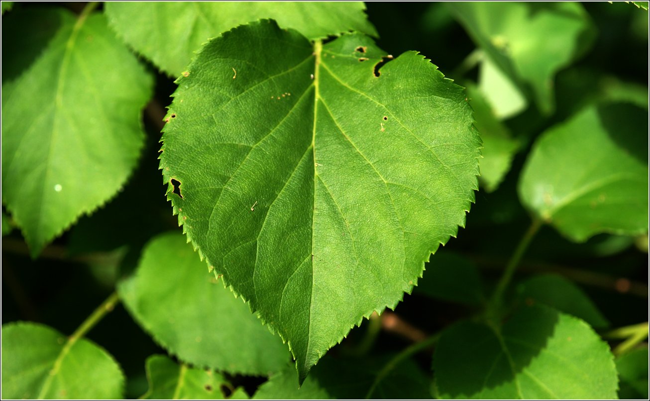 Image of Hydrangea petiolaris specimen.