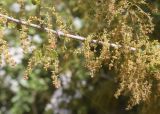 Quercus coccifera. Часть ветви с мужскими соцветиями. Испания, Каталония, пров. Жирона, комарка Баш Эмпорда, муниципалитет Тороэлья-де-Монгри, окр. н.п. Улья, в составе гарриги, обочина полевой дороги. 21.04.2026.