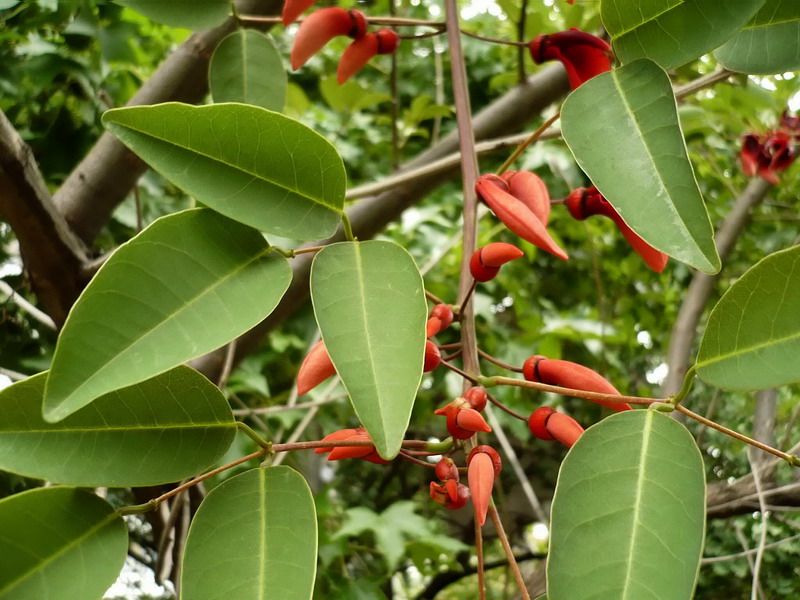 Изображение особи Erythrina crista-galli.