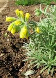 Onosma polyphylla