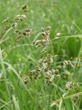 Hierochloe odorata
