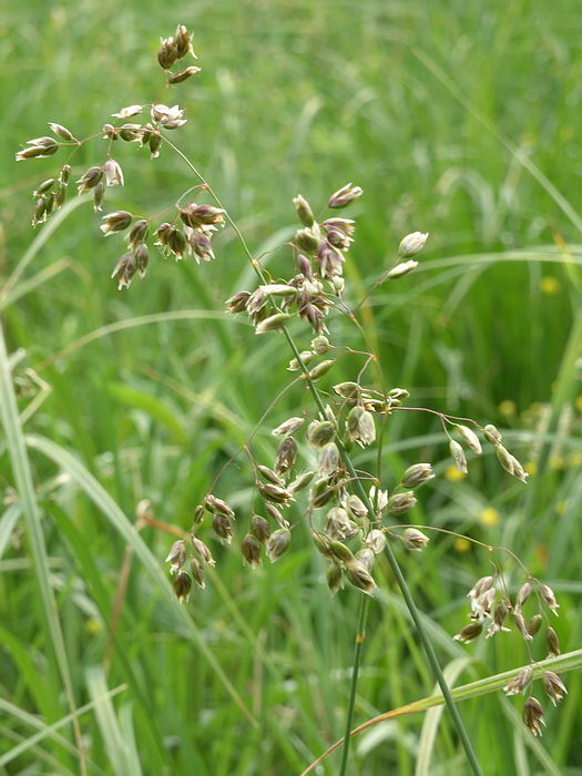 Image of Hierochloe odorata specimen.