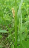 Carex pallescens