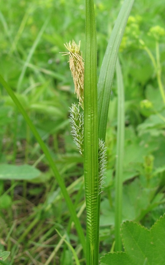 Image of Carex pallescens specimen.