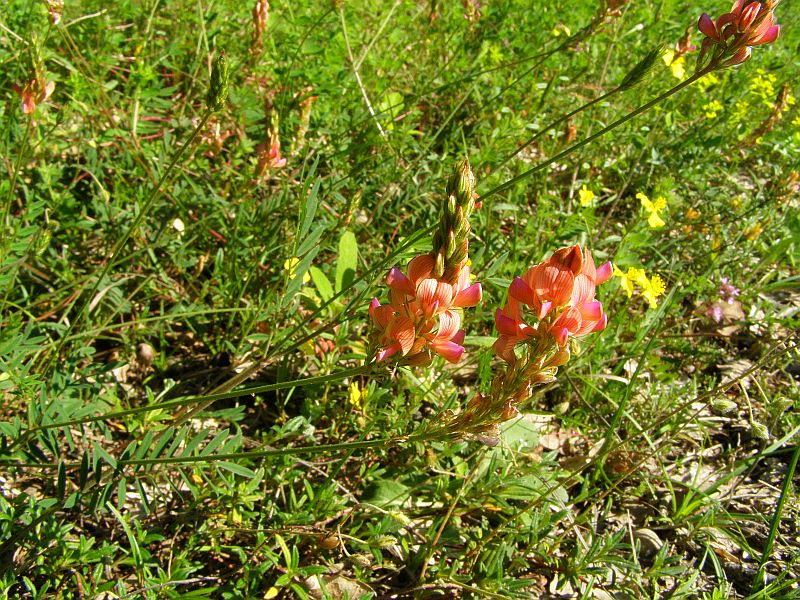 Изображение особи Onobrychis miniata.