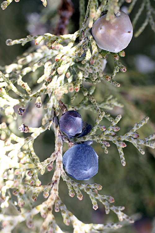 Image of Juniperus seravschanica specimen.