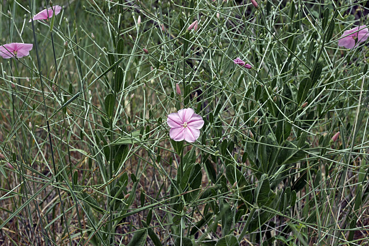 Изображение особи Convolvulus subhirsutus.