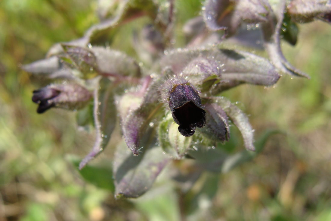 Image of Nonea rossica specimen.