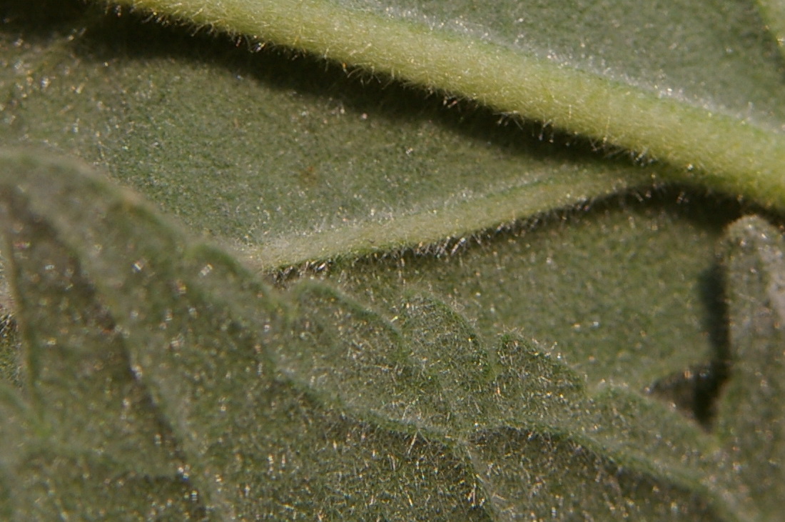 Изображение особи Althaea taurinensis.