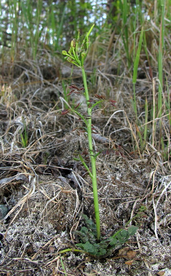 Image of Cardamine parviflora specimen.