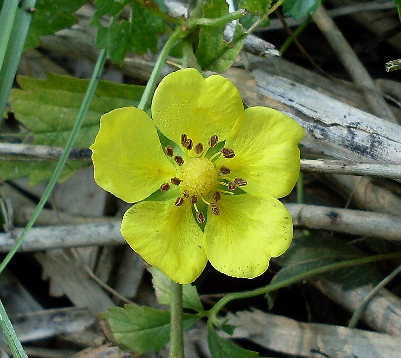 Изображение особи Potentilla reptans.