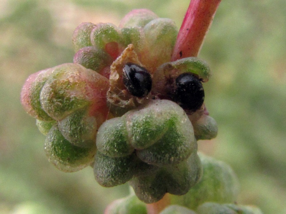 Image of genus Suaeda specimen.