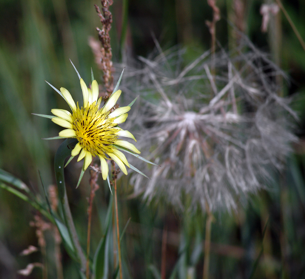 Изображение особи Tragopogon dubius ssp. major.